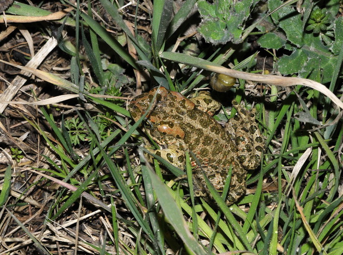 Rospo smeraldino - Bufotes balearicus - salvataggio